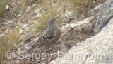 Video of Alpine Accentor - Alpine Accentor finding insects in the top of the mountain.